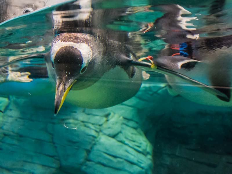 penguins of selwo marina